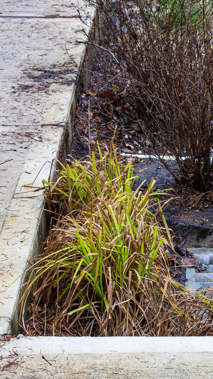 Storm drain in sidewalk planter